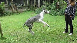Dog fail: Puppy doesn't know how to jump