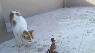 funny cat new friend 30 second video