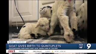 5 baby goats born at local animal sanctuary