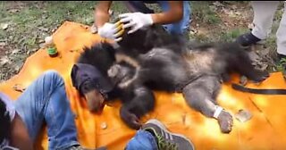 Bjørneunge reddet fra pigtråd i Indien