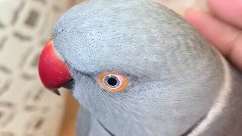 Hilarious talking parrot just wants to "poopie"