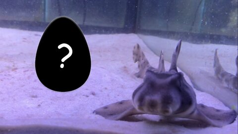 What Does a Horn Shark's Egg Look Like?