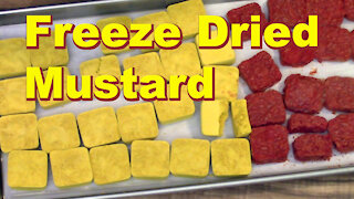 Freeze Drying Mustard
