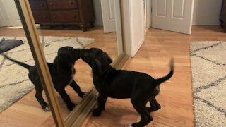 Puppy adorably discovers his reflection in the mirror