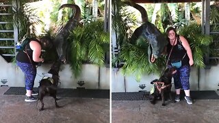 Service dog falls in love with a velociraptor!