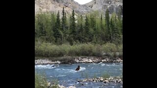 Bear swims across river in Alberta Canada.