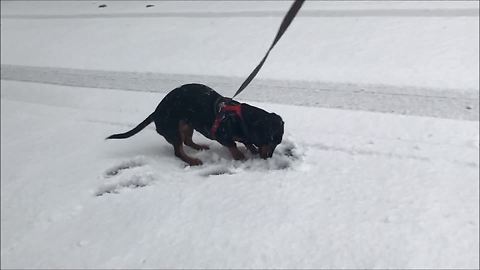 Dachshund ecstatic for first ever snow experience