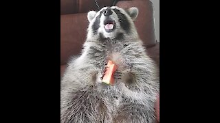 Adorable pet raccoon chows down on slice of watermelon