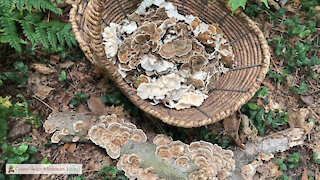 Turkey Tail Medicinal Mushrooms
