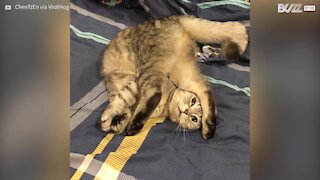 Yoga con il gatto contorsionista