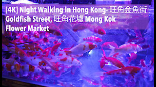 Night Walking in Hong Kong- 旺角金魚街Goldfish Street, 旺角花墟 Mong Kok Flower Market