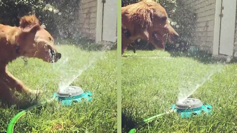 Funny Golden Retriever Reacts to Dog Water Fountain