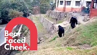 Police dress as bears to scare off angry monkeys