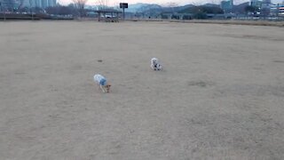 Pup grabs loose dog's leash on command
