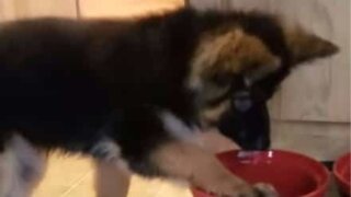 Adorable German shepherd puppy dog makes a splash with its water bowl