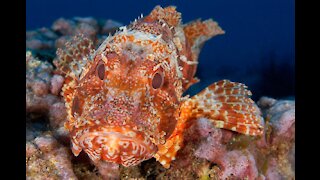 Scorpionfish facts_ Dangerous Fish of the Ocean _ Animal Fact Files