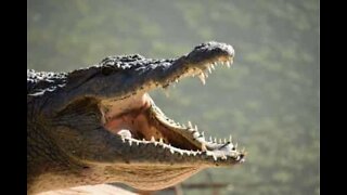 Crocodile attacks turtle in Australia