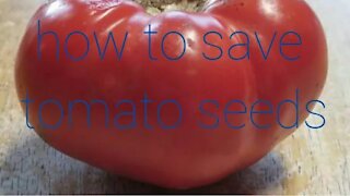 How to save tomato seeds