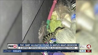 FWC: Baby alligator found in Naples man's bedroom