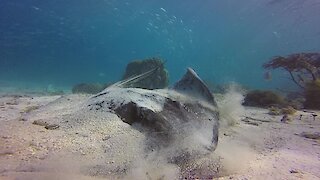 Scuba diver has extremely close look at large stingray