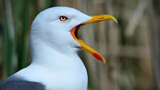 Seagull steals bread bag from supermarket!