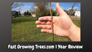 Fast Growing Trees.com 1 Year Review - Hybrid Poplar