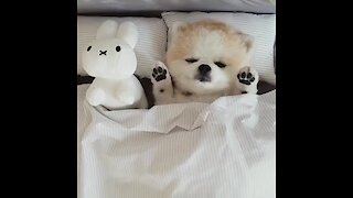 Pomeranian's bedtime routine will simply melt your heart!
