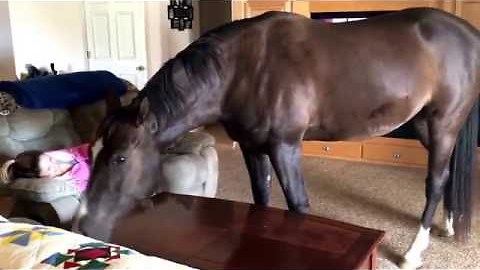 Friendly Horse Comes Inside The House To Chill With Owner