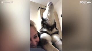 Husky loves to howl during daybreak discussion with owner
