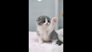 adorable baby cat