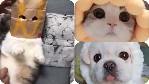 #2 Cute And Funny Pets|Love Pets
