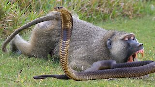 Monkey Fight With Snake