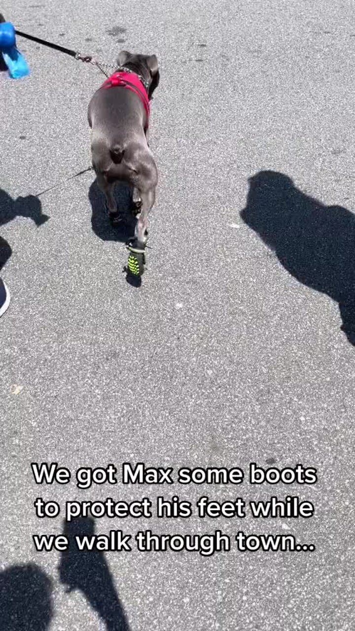 Dog gets a new set of boots for walking through town!.mp4