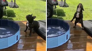 This is what a Frenchie pool party looks like!