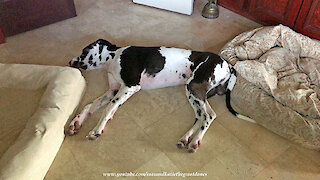 Great Dane decides to sleep in between dog beds