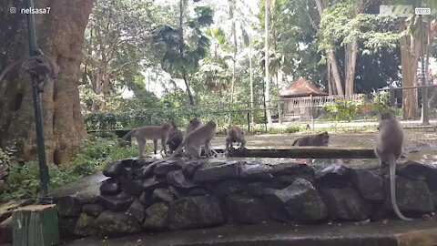Macacos brincam numa fonte em Bali