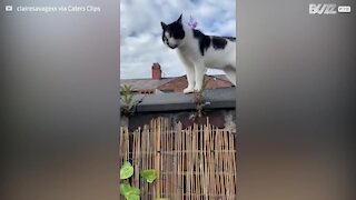 Video shows unprecedented conversation between two cats