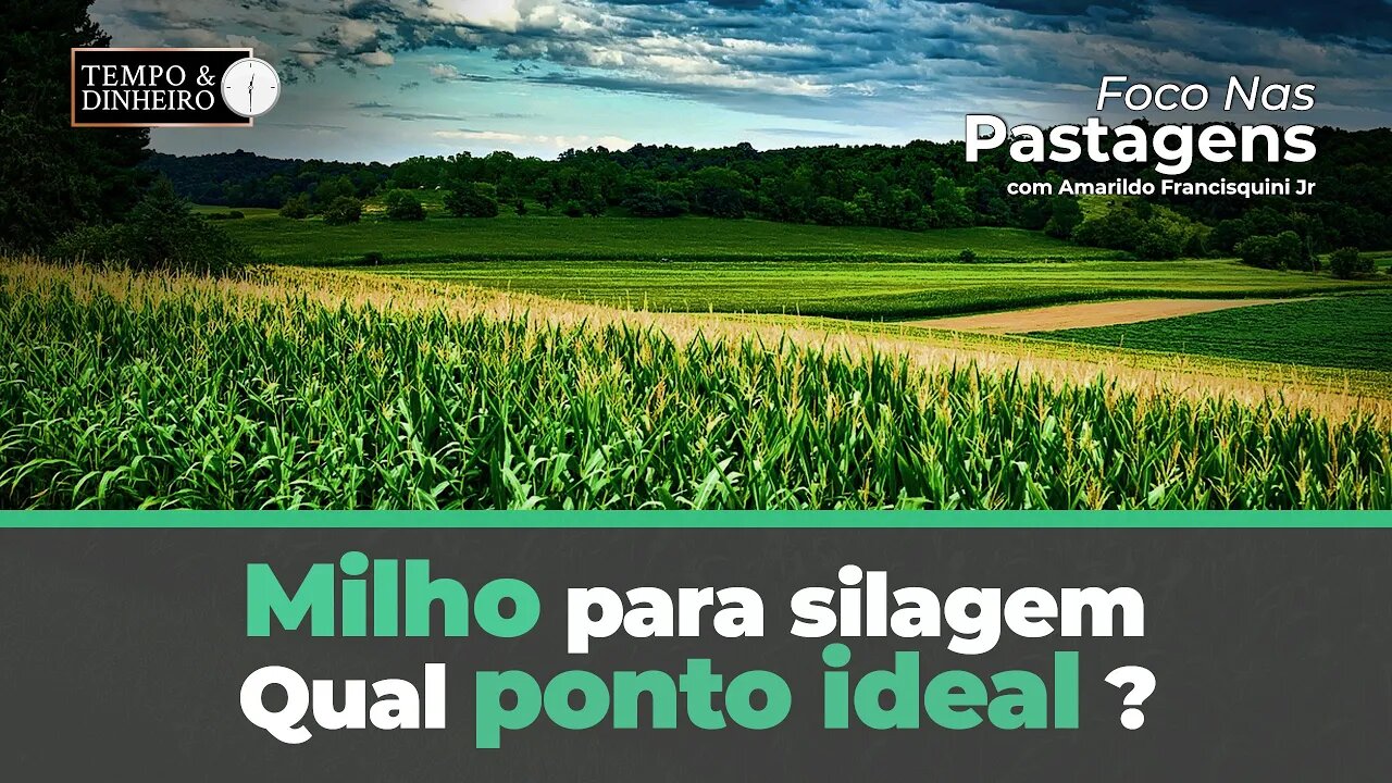 Milho para silagem: qual ponto ideal ? Foco nas Pastagens responde