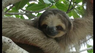My Cute Friend The Sloth