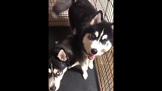 Guilty husky tries to blame other dog for mess
