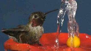 Most Beautiful Humming Birds in the World 1