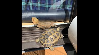 Turtle and bearded dragon chill together by the heater
