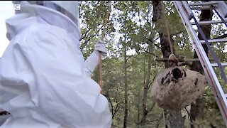 Asian Murder Hornets Attack and Brutally Kill Bees