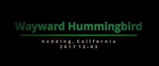 Lucky Find - Wayward Hummingbird