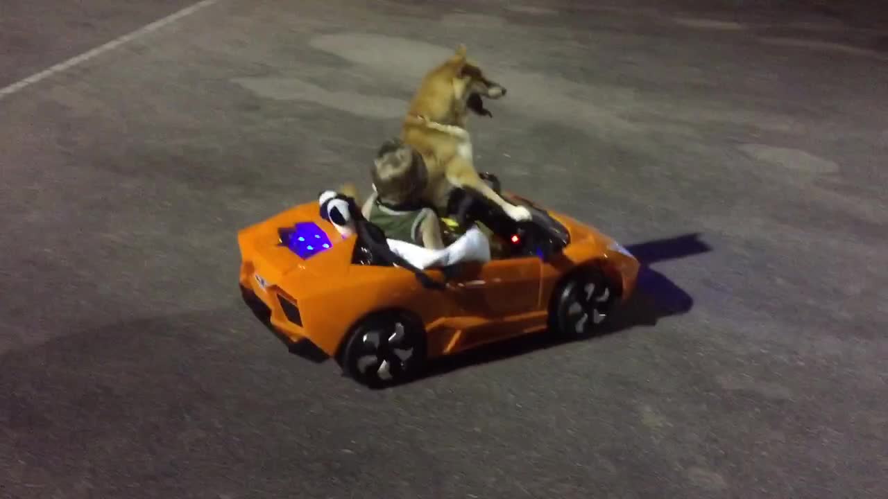 Shiba Inu And A Baby Go For Joyride In A Toy Lamborghini