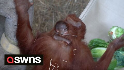 Beautiful moment orangutan introduces newborn baby to older son