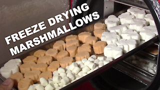 Freeze Drying Marshmallows