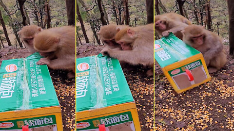 Monkey opens box to find food in the forest