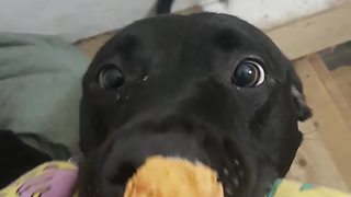 Dog eats treat while holding stuffed animal in his mouth