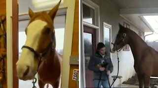 Horse loves his caretaker after she rescues him from certain death
